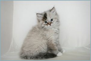 Male Siberian Kitten from Deedlebug Siberians